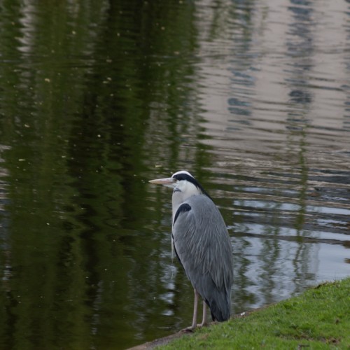 Heron in Regents's Park