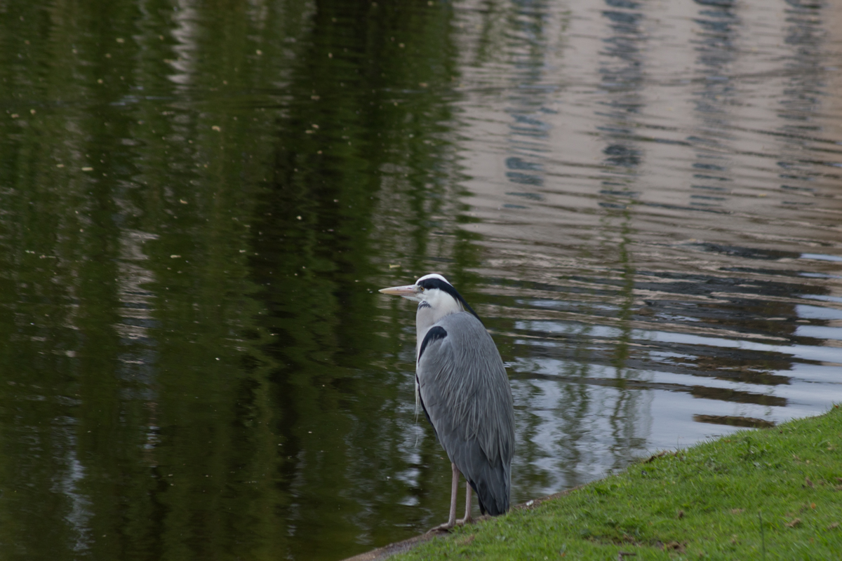 Heron in Regents's Park