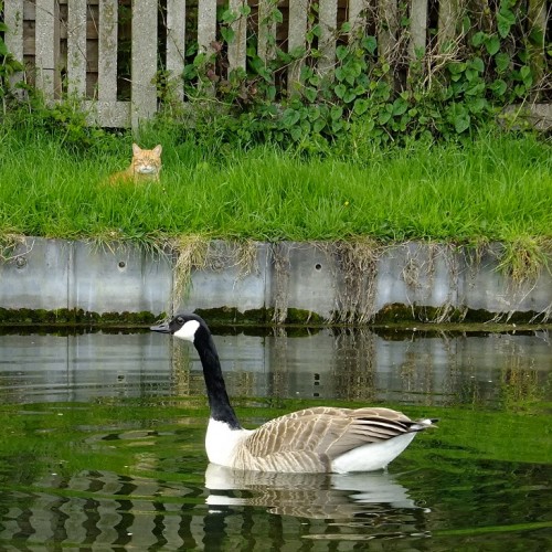 20160425_Enfield_New-River-Riverway_Ginger-Tom-and-Canada-Goose