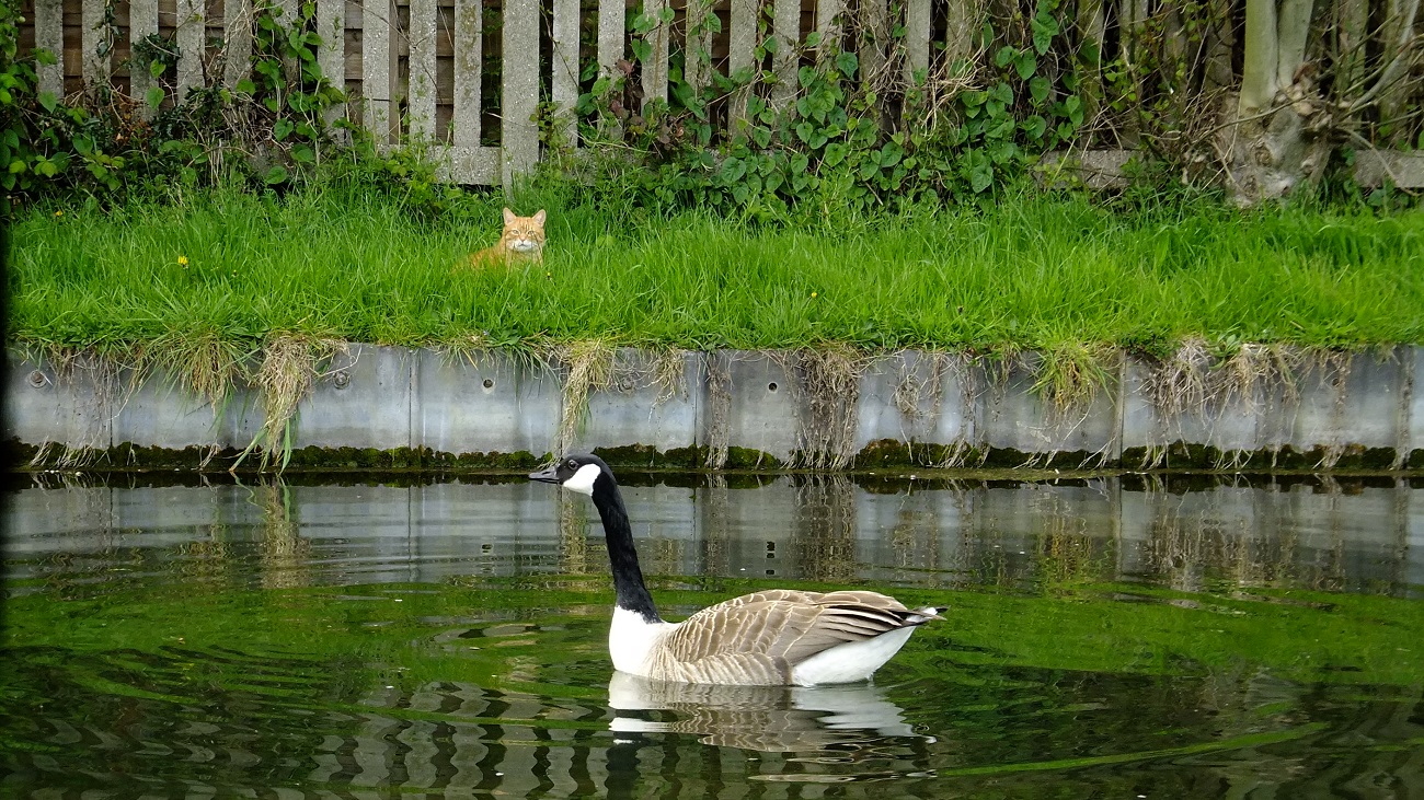 20160425_Enfield_New-River-Riverway_Ginger-Tom-and-Canada-Goose