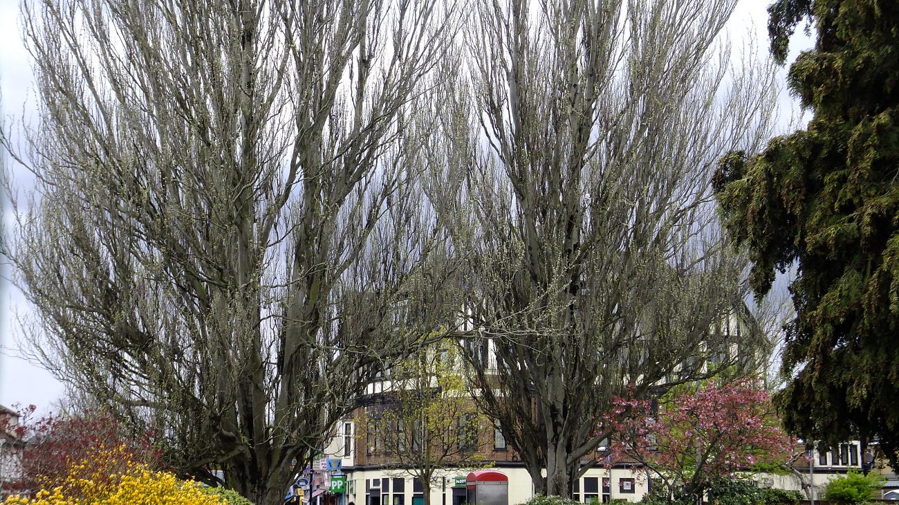 20160425_Haringey_Chapmans-Green_Twin-Trees