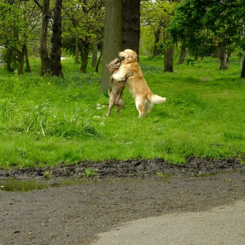 20160425_Haringey_Downhills-Park_Dogs-Playing