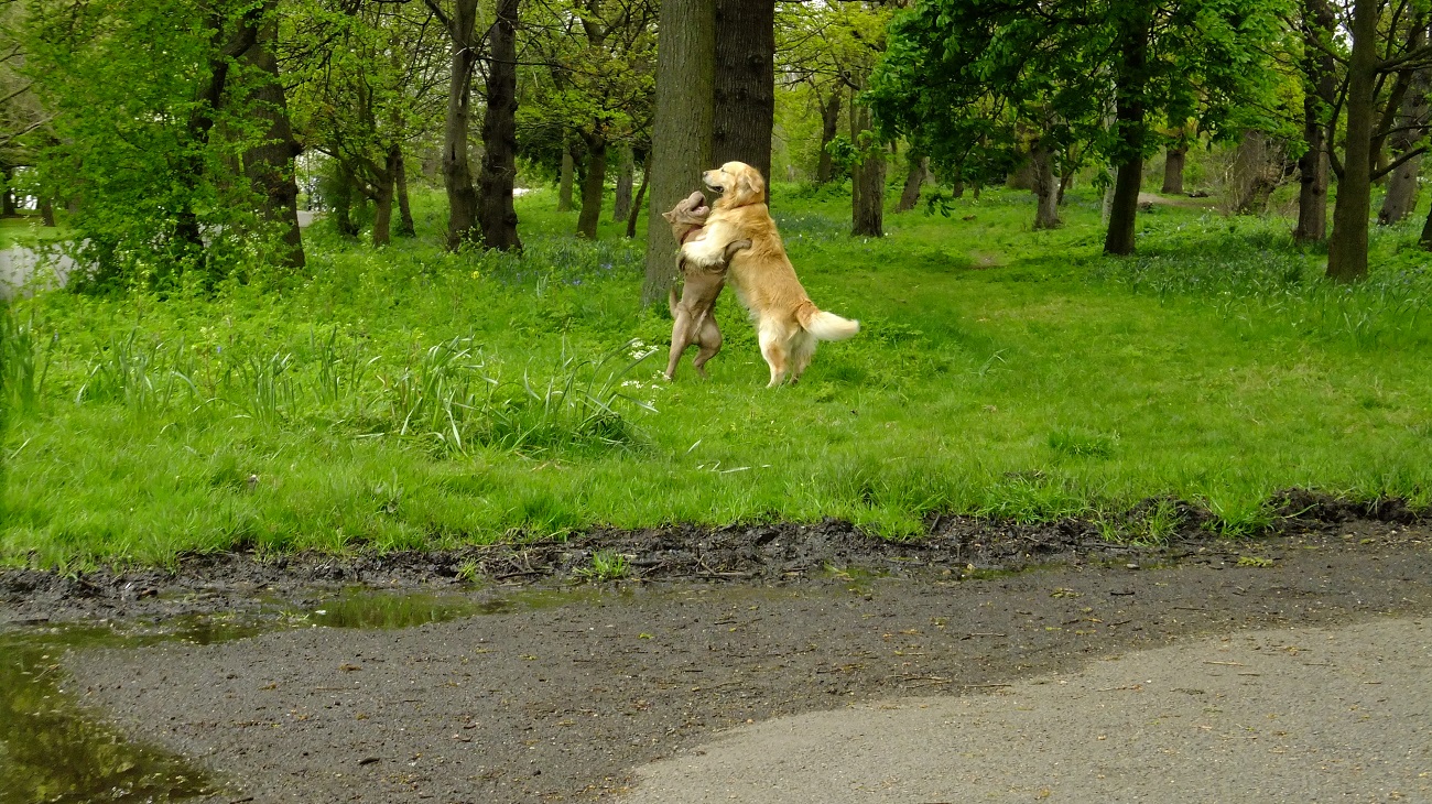 20160425_Haringey_Downhills-Park_Dogs-Playing