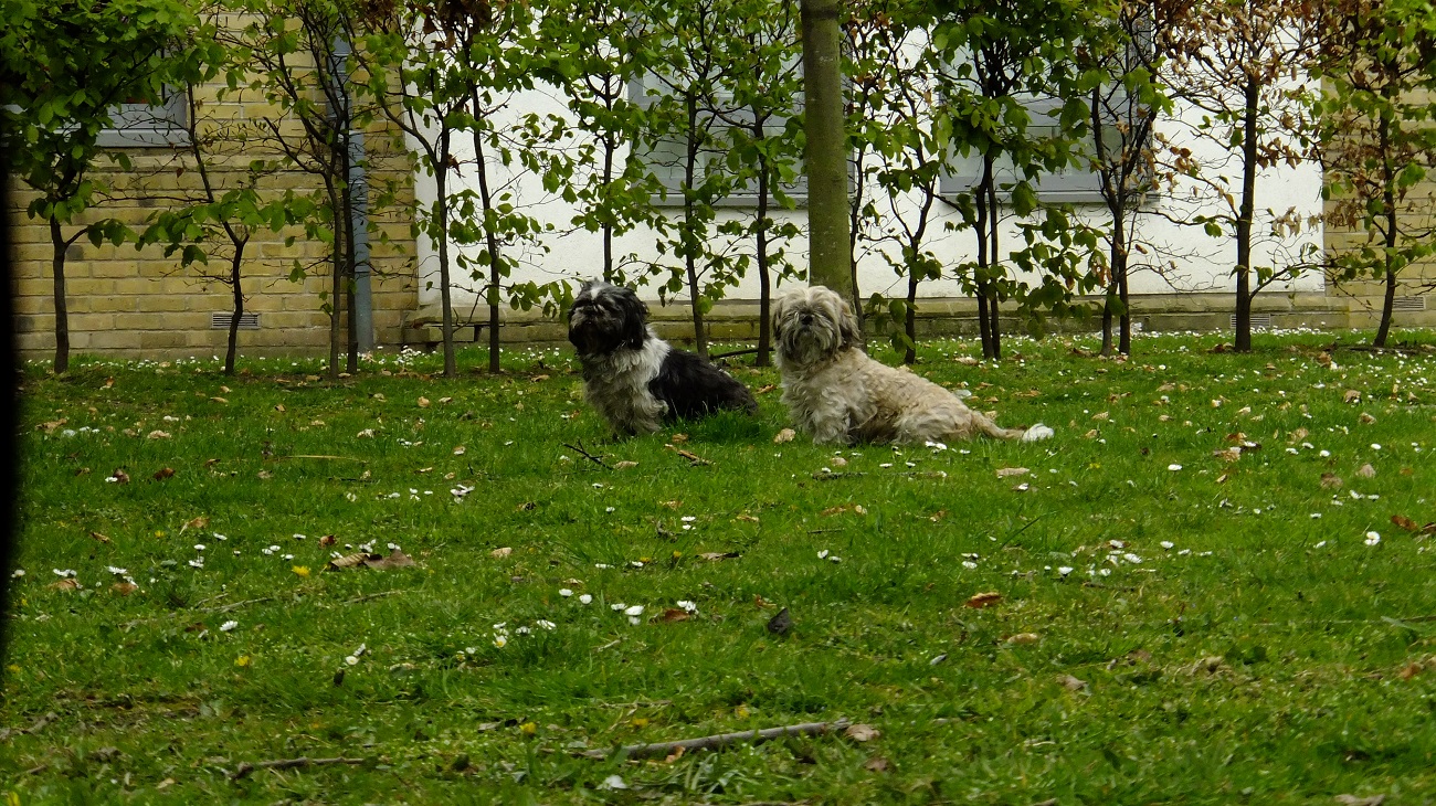 20160425_Haringey_Lordship-Lane_Dogs-Having-Some-Breathing-Space