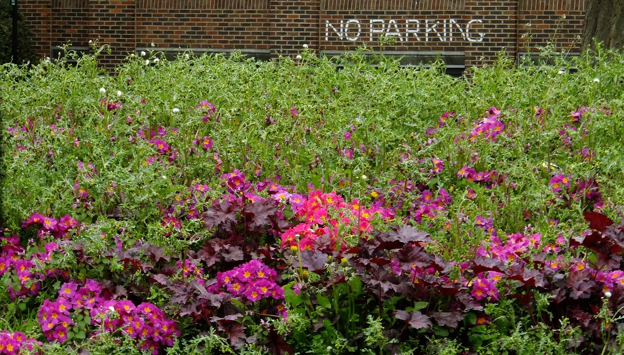 20160425_Haringey_Stuart-Crescent_No-Parking1