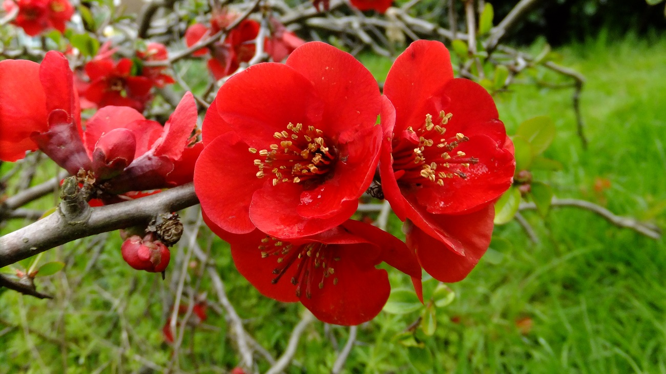 20160425_Haringey_The-Crescent_Red-Poppys