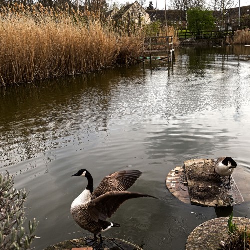 2016_Southwark_Rotherhithe_Canada-Geese-on-Lavender-Pond
