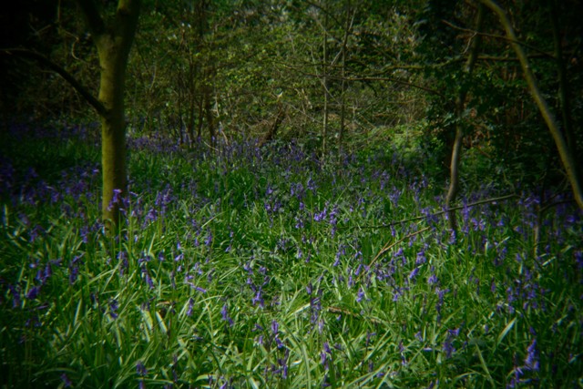 Freyent-Country-Park-Bluebells-As-Seen-Through-A-Pinhole-Lens