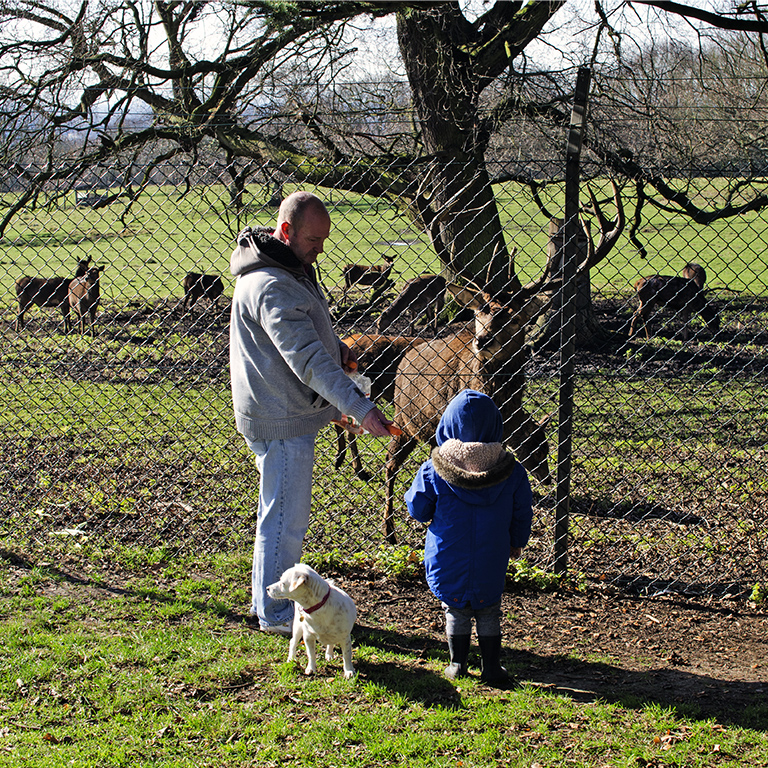 Havering_Bedfords-Park_Feeding-the-Deer