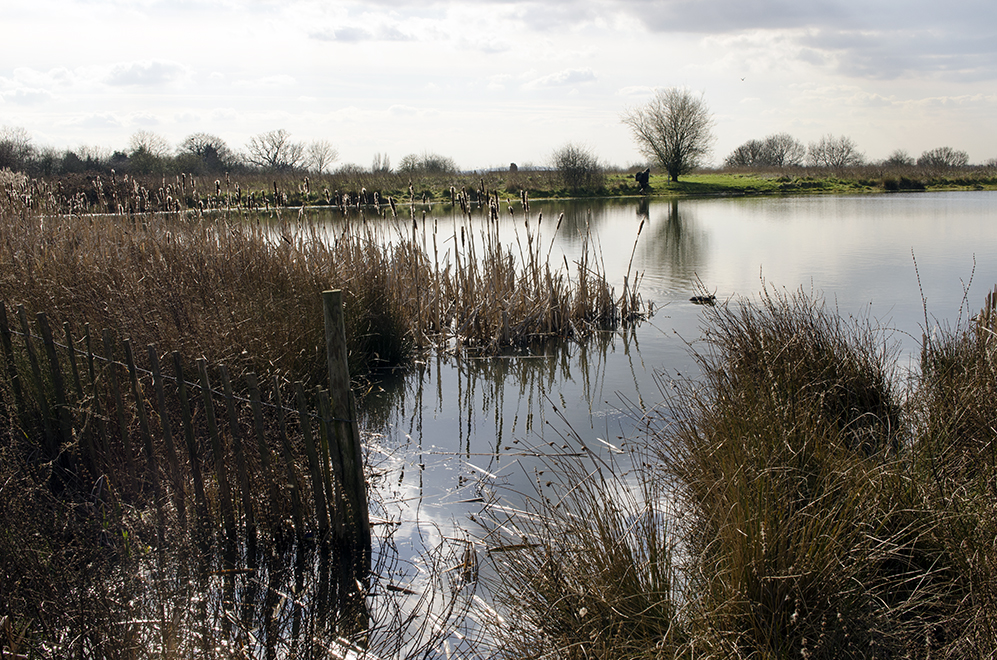 Havering_Bedfords-Park_Fishing-Lake