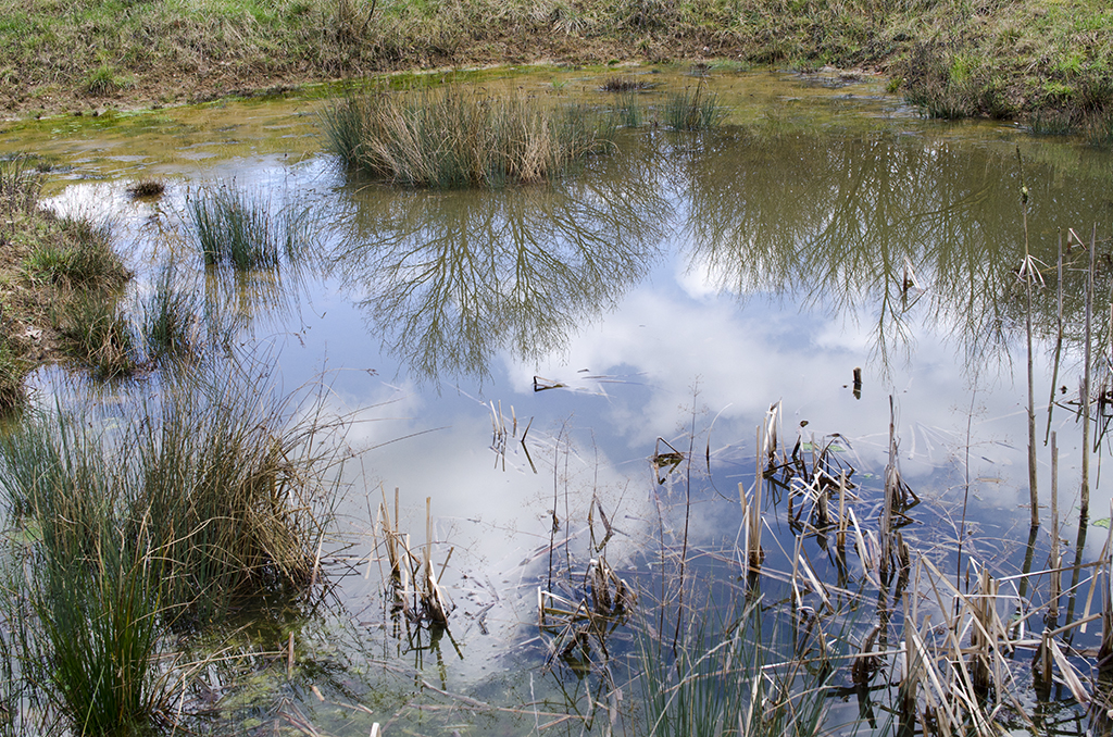 Havering_Bedfords-Park_Reflections