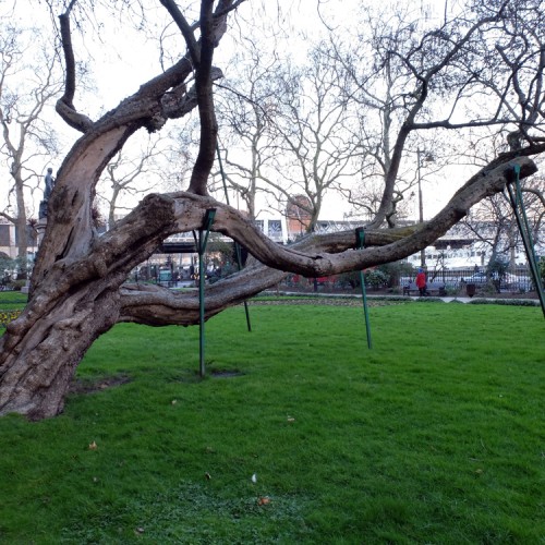 Whitehall-Gardens-Tree