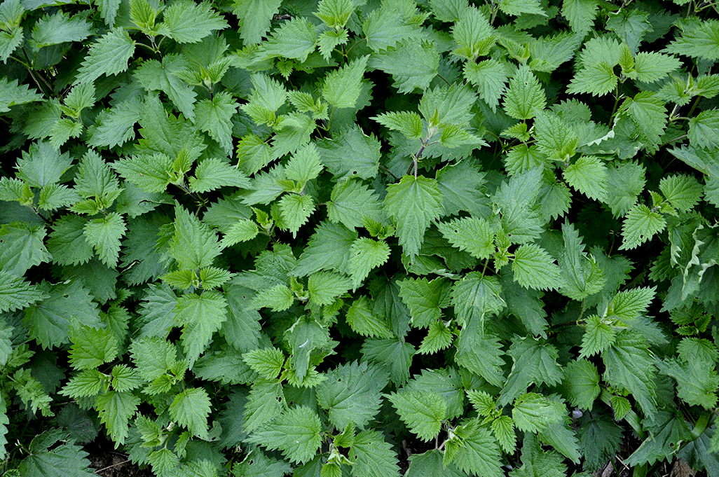 20150503_Barnet_Cherry-Tree-Wood_Abundance-of-nettle-leaves