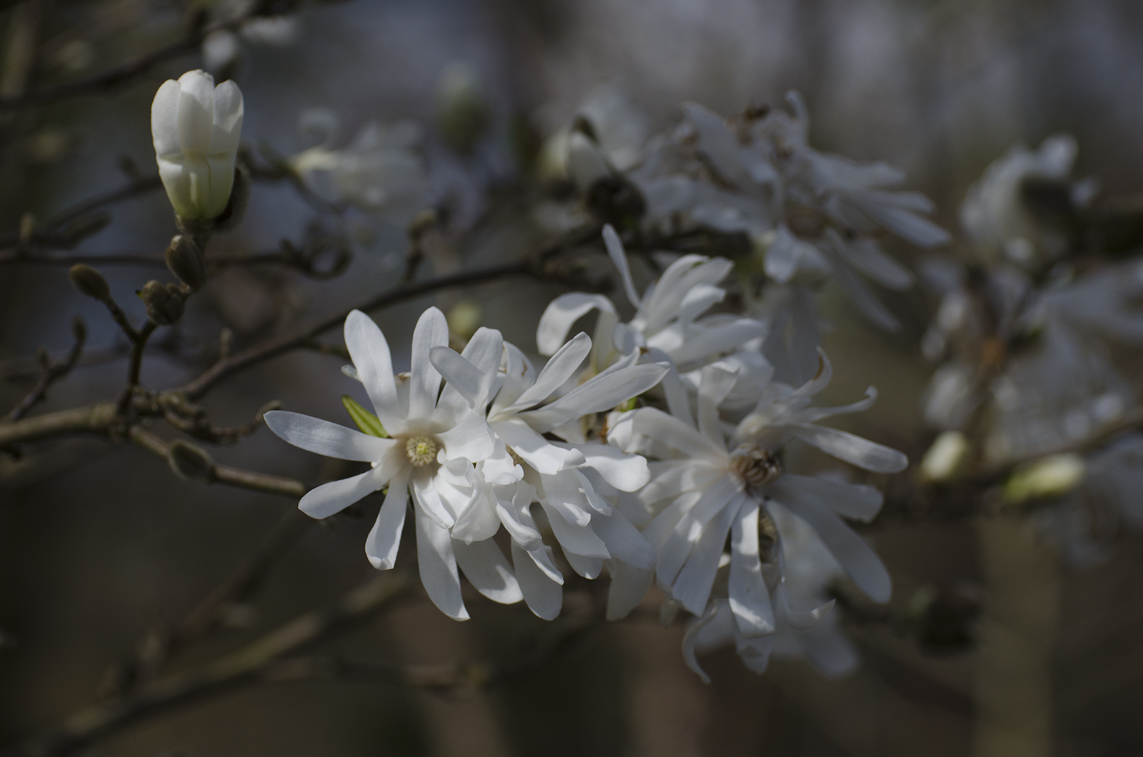 2016-03-31-Richmond_Kew-Gardens_Magnolia_Spring