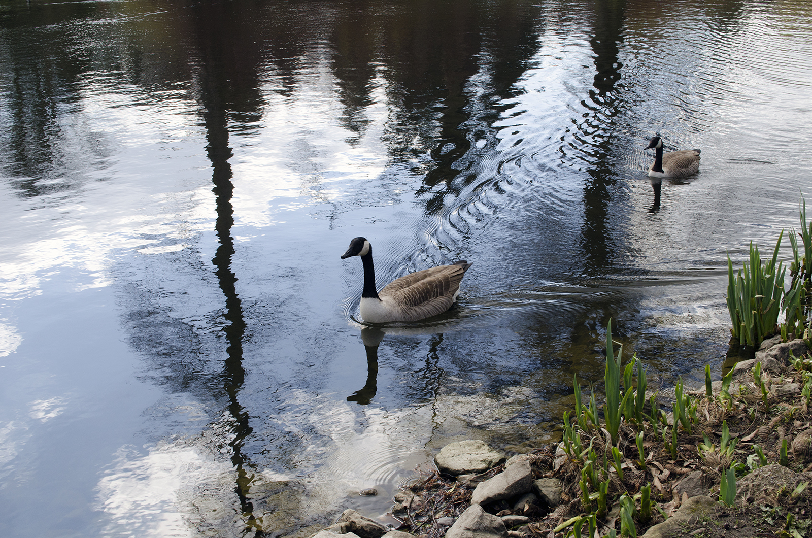 2016-03-31-Richmond_Kew_Lake_Canada-Geese