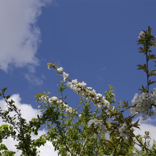 2016-04-27-Merton_Wandle-Path_Blossoms-contrasting-against-the-sky