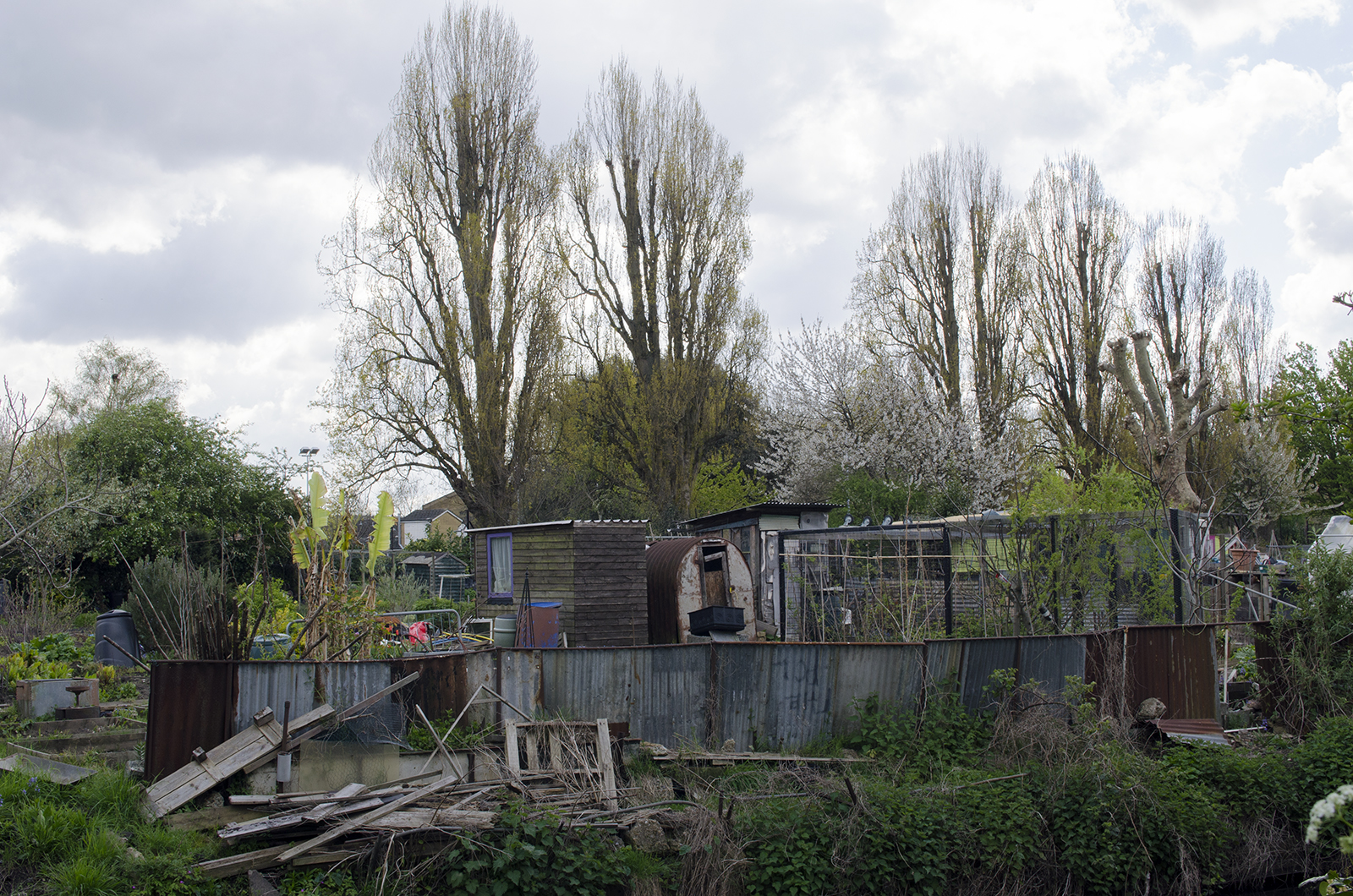 2016-04-27-Merton_Wandle-Path_Looking-over-the-River-Wandle-to-Allotments-in-Wandsworth