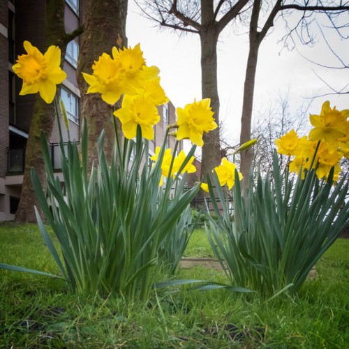 20160217_Wandsworth_Lytton-Grove-SW15_Beds-of-Daffodils