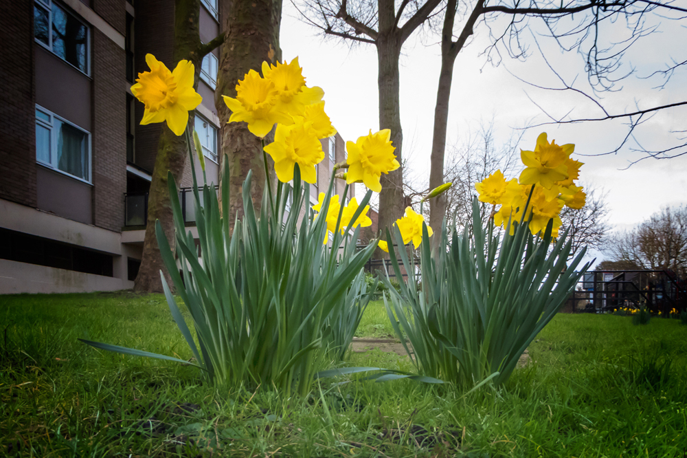 20160217_Wandsworth_Lytton-Grove-SW15_Beds-of-Daffodils