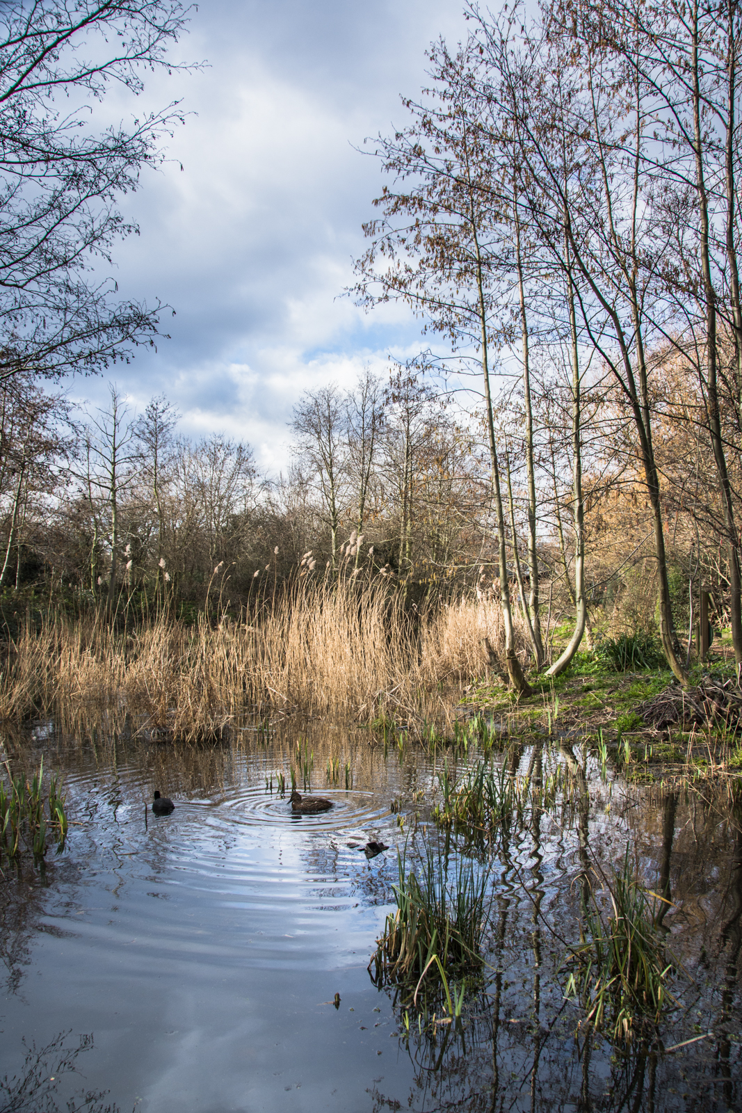 20160307_Camden_Canley-Street-Nauture-park