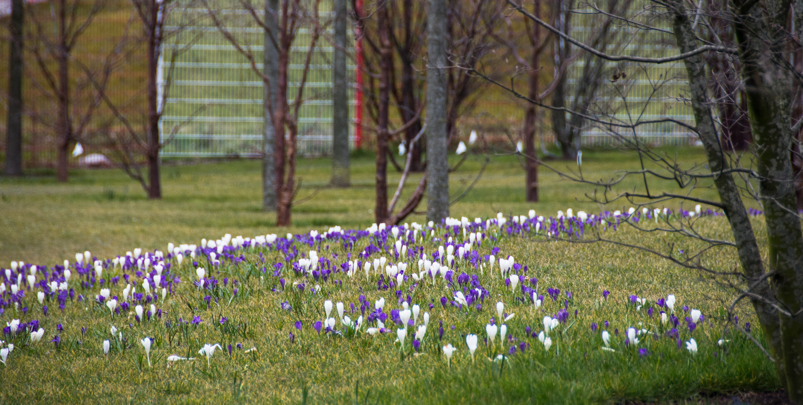 20160307_Camden_kingscross-Lewis-cubit-park