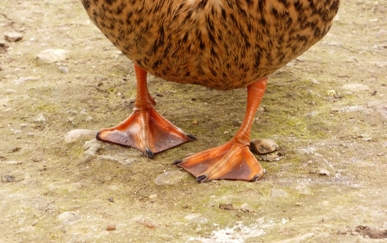 20160323_Waltham-Forest_Lloyd-Park_These-feet-were-made-for-walking