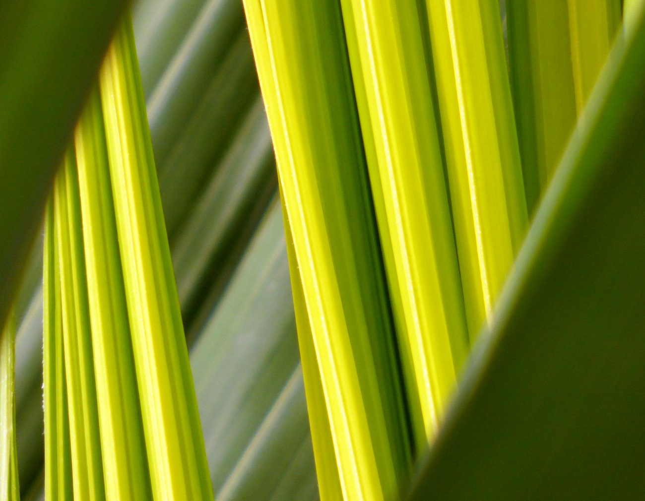 20160331_Richmond-Upon-Thames_Kew-Gardens_Folding-Leaves