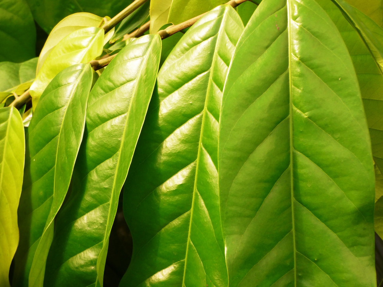 20160331_Richmond-Upon-Thames_Kew-Gardens_Green-Leaves