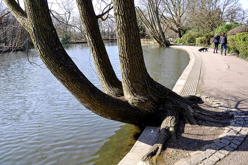 20160402_Haringey_Alexandra-Park_Three-finger-tree