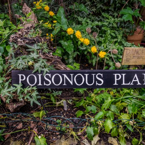 20160414_Lambeth_South-London-Botanical-Institute_Poisonous