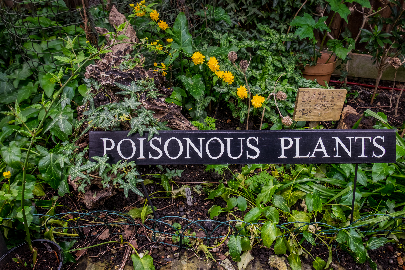 20160414_Lambeth_South-London-Botanical-Institute_Poisonous