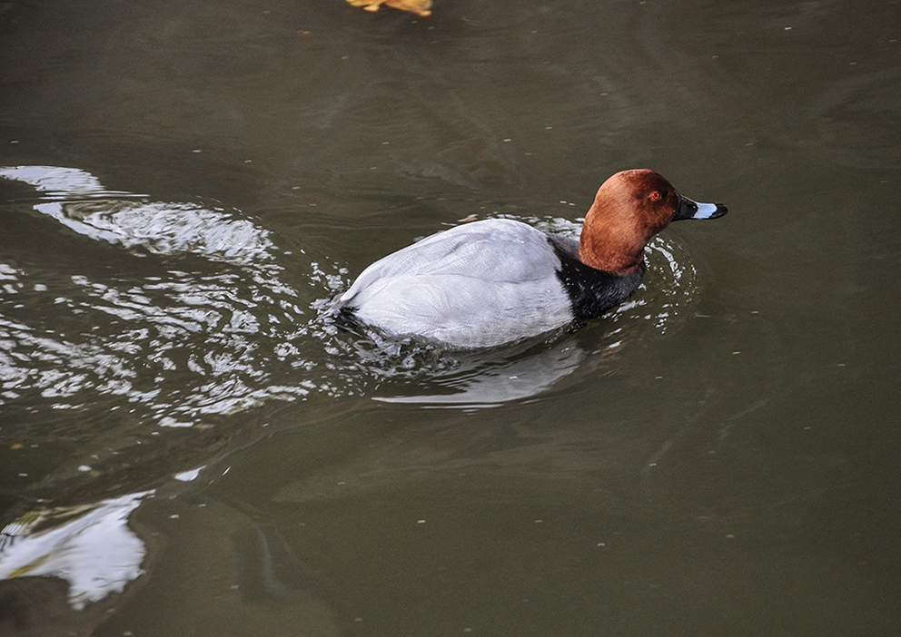 20160430_Westminster_Little-Venice_Bird-with-red-eyes