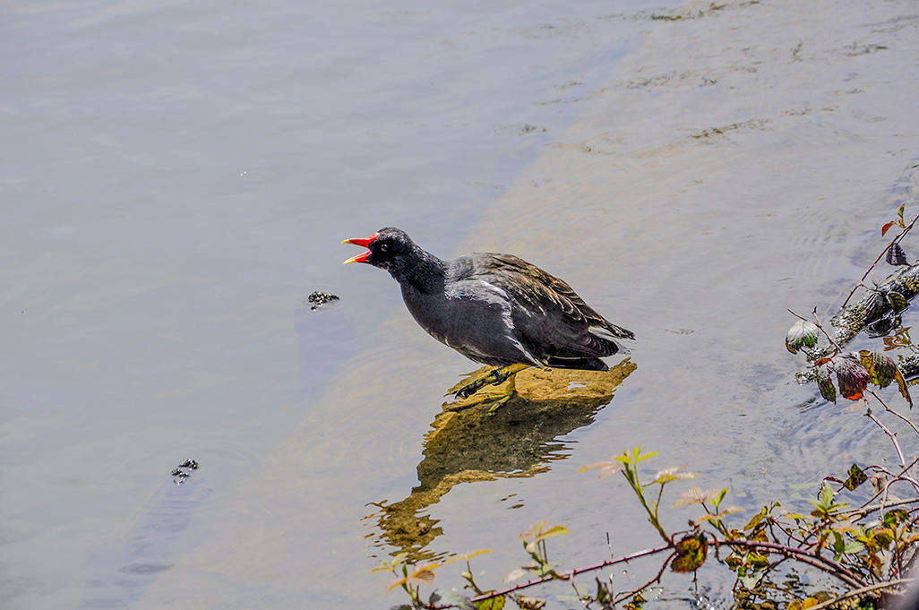 20160501_Haringey-Alexandra-Park-and-Palace_Calling-_DSC0683