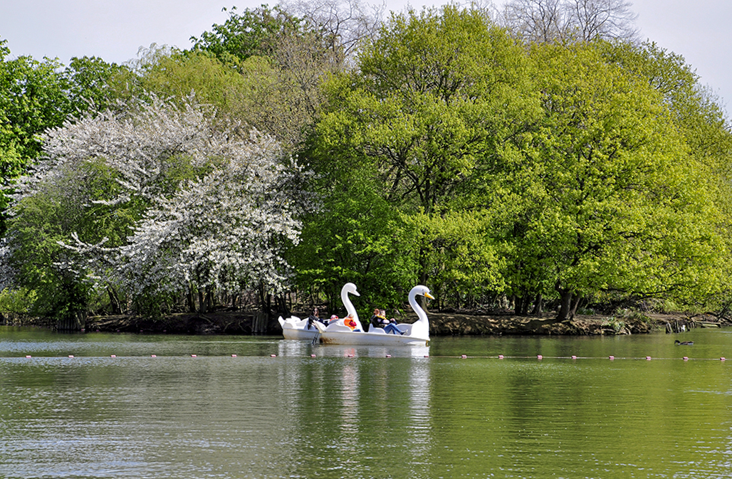 20160501_Haringey_Alexandra-Park-and-Palace_Swans-gliding-on-Boating-Lake