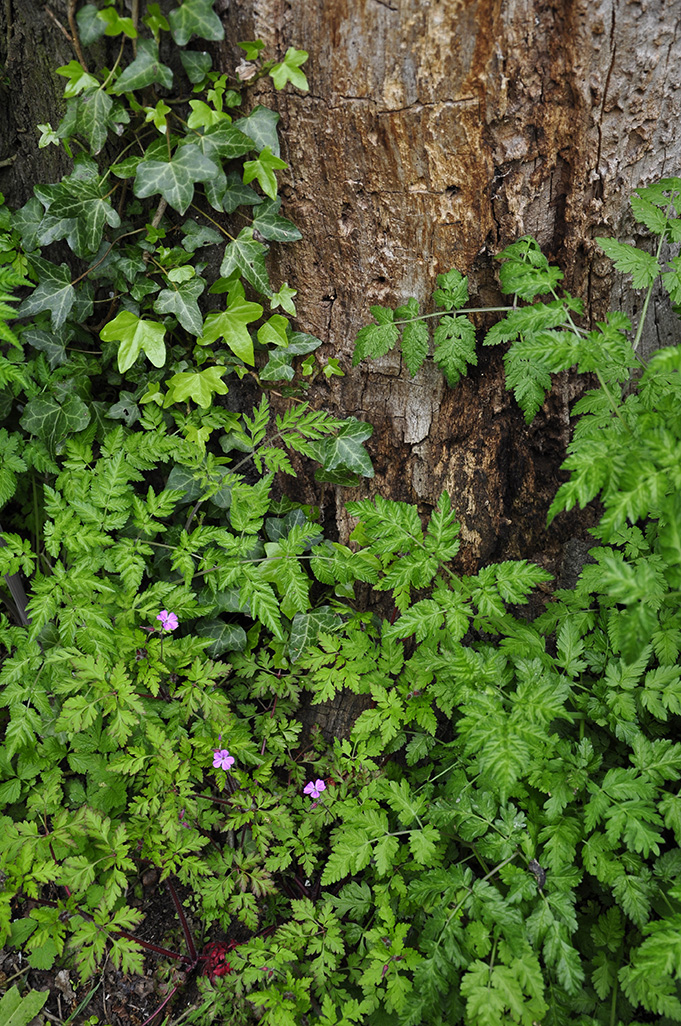 20160503_Barnet_-Cherry-Tree-Wood_Plants-of-Cherry-Tree-Wood