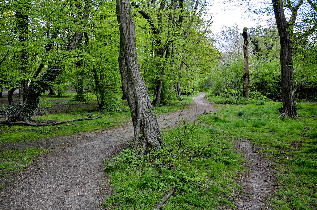 20160503_Barnet_-Cherry-Tree-Wood_Spring