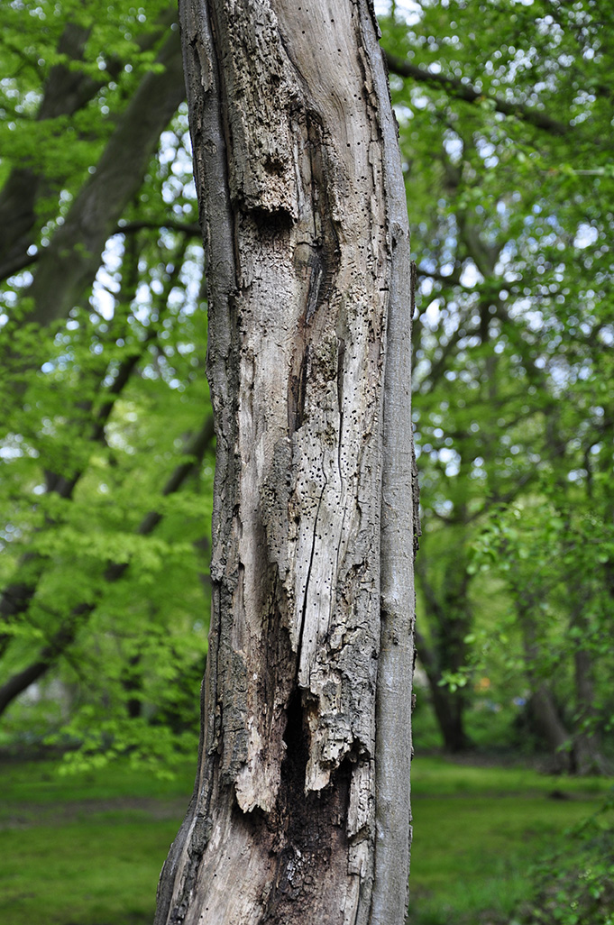 20160503_Barnet_Cherry-Tree-Wood_An-Ailing-tree