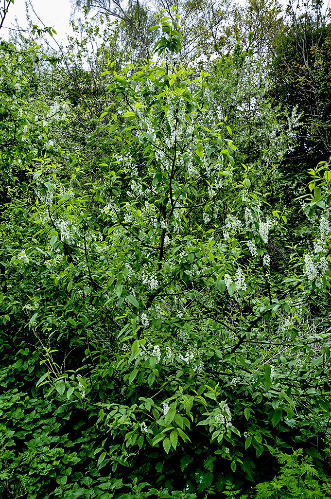 20160503_Barnet_Cherry-Tree-Wood_Elder-Tree