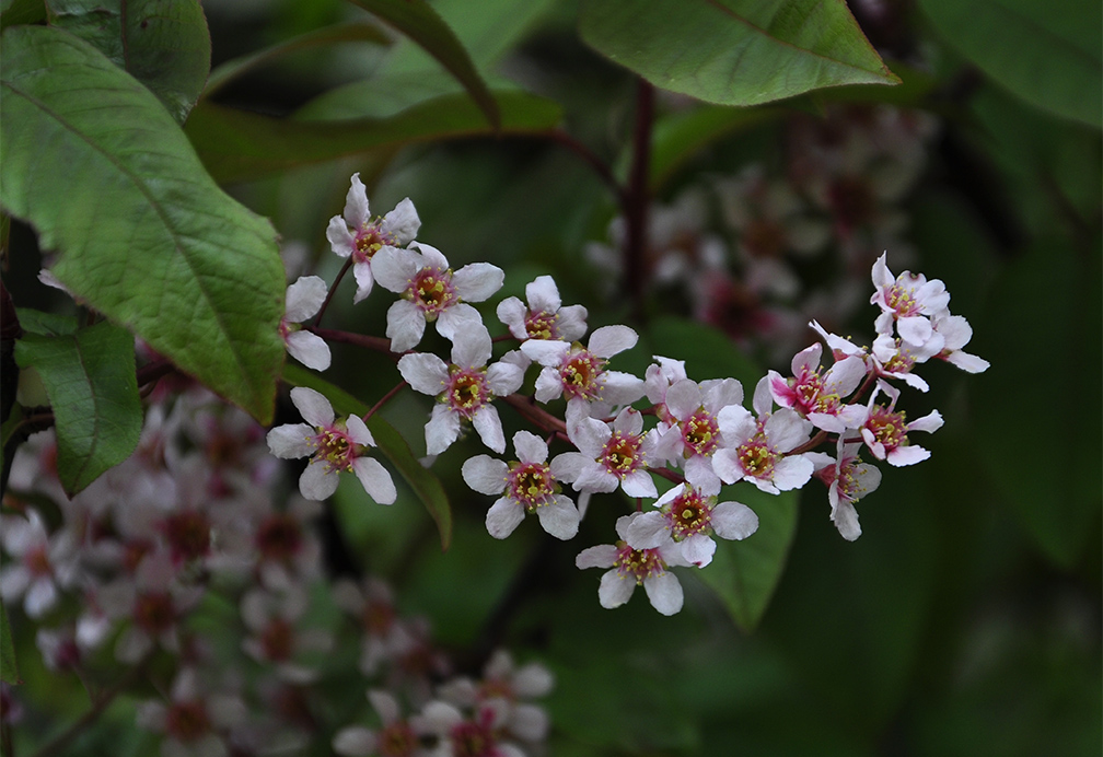 20160503_Barnet_Cherry-Tree-Wood_Elder-tree-pink-flowers