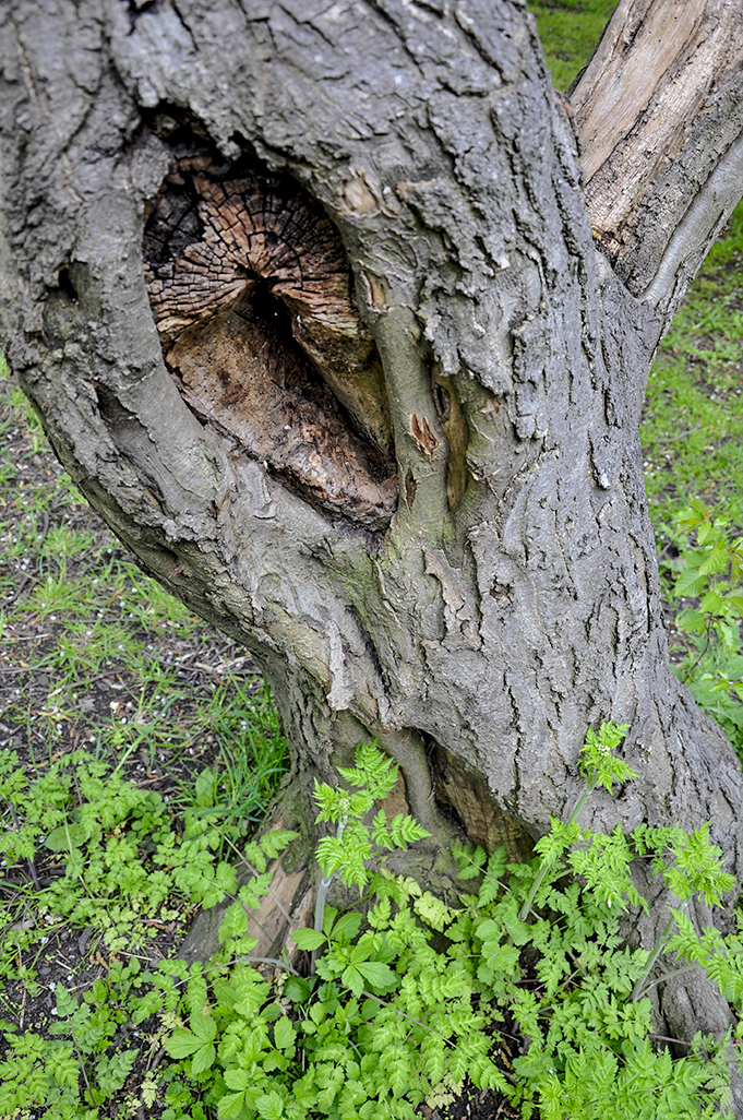 20160503_Barnet_Cherry-Tree-Wood_Tree-with-an-eye