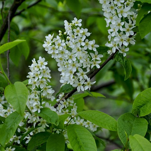 20160503_Barnet_Cherry-Tree-Wood_White-elder-tree-flowers