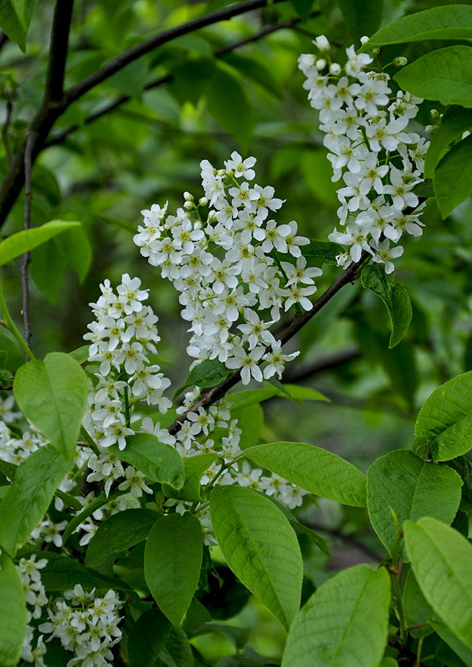 20160503_Barnet_Cherry-Tree-Wood_White-elder-tree-flowers