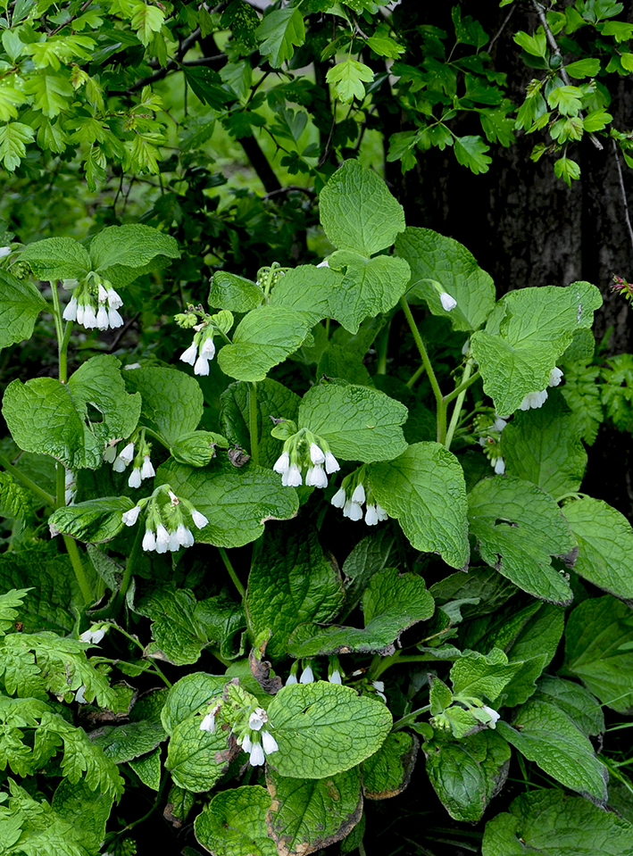 20160503_Barnet_Cherry-Tree-Wood_Wood-anemones