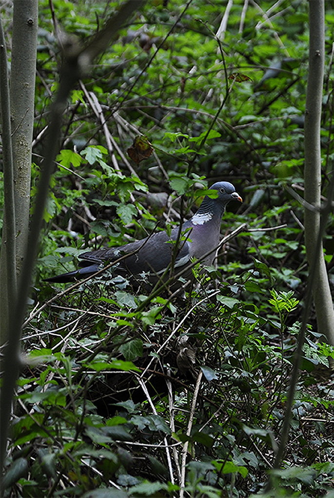 20160503_Barnet_Cherry-Tree-Wood_Wood-pigeon