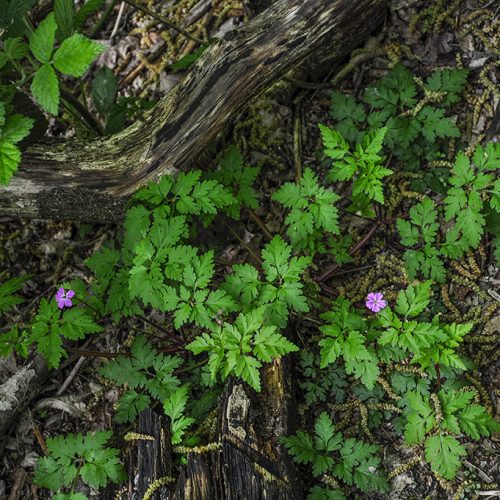 20160505_Haringey_-Coldfall-Wood_Wild-flowers