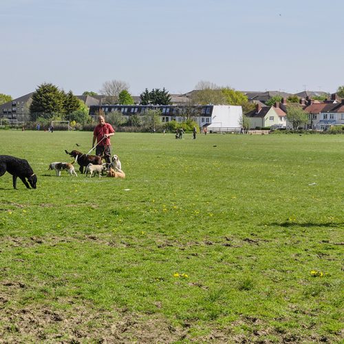 20160505_Haringey_-Muswell-Hill-Playing-Fields_Dogs-meet-up