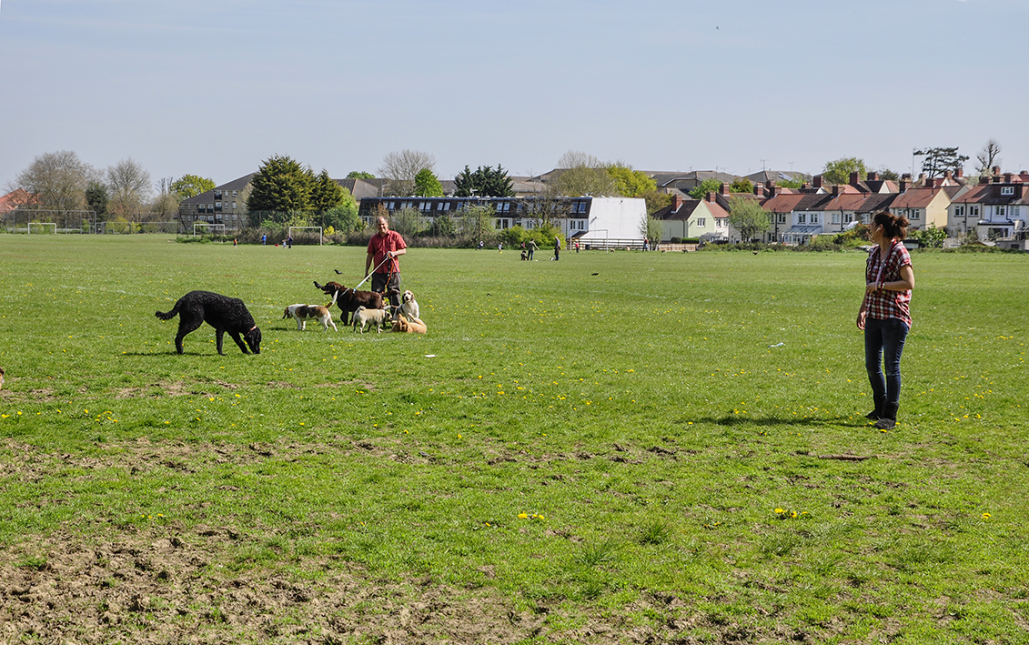 20160505_Haringey_-Muswell-Hill-Playing-Fields_Dogs-meet-up
