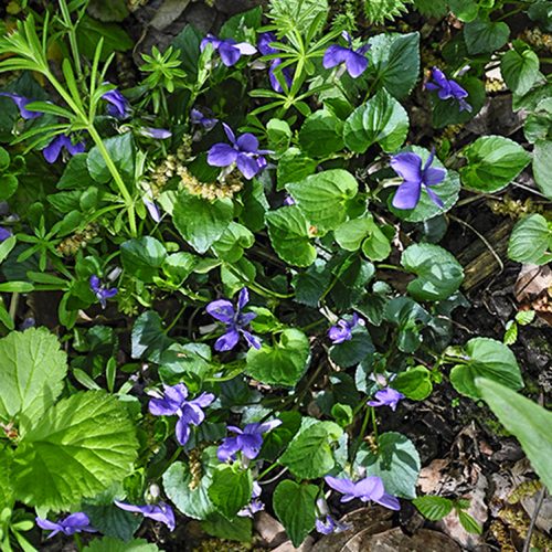 20160505_Haringey_Coldfall-Wood_Wild-violets