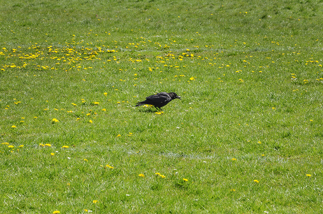 20160505_Haringey_Muswell-Hill-Playing-Fields_Crow-snacking