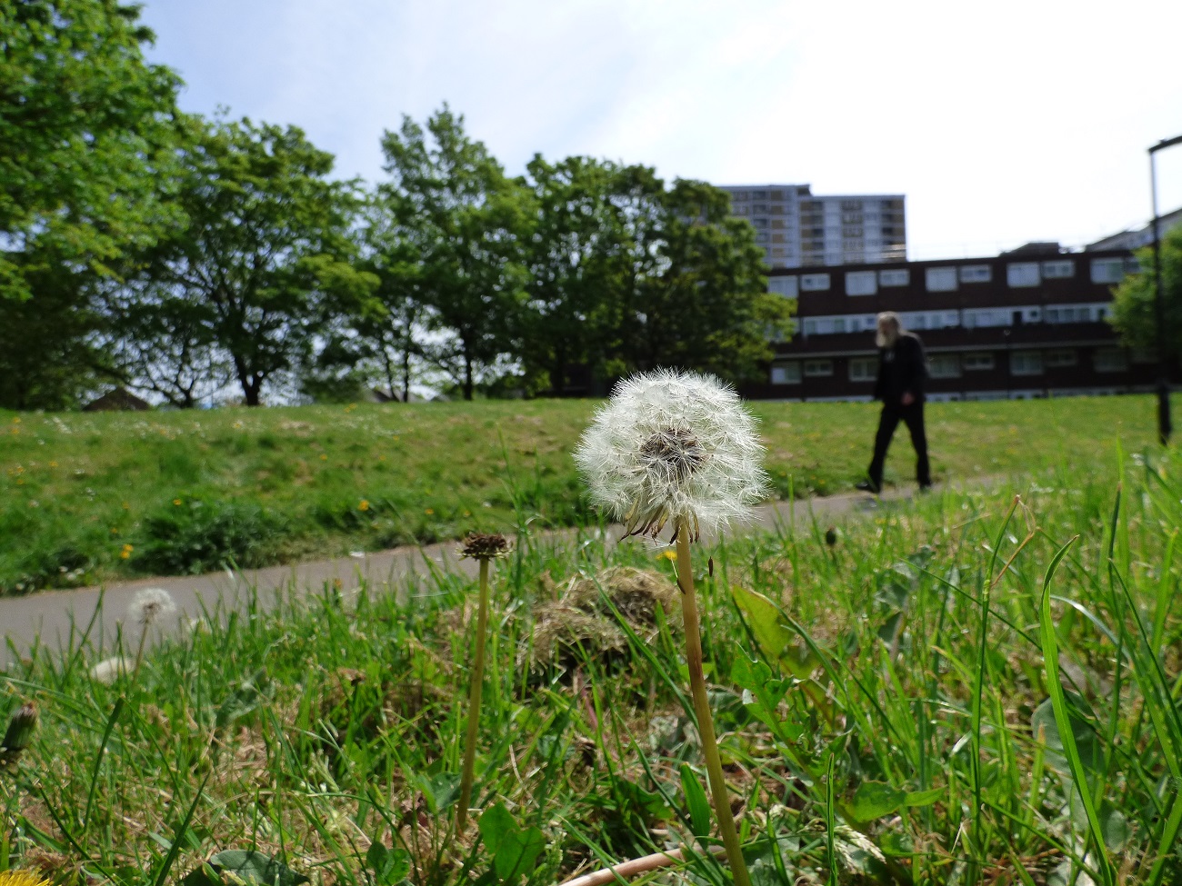 20160509_Haringey_Seven-Sisters-Road-Sir-Frederick-Messer-Estate_Loves-me-loves-me-not